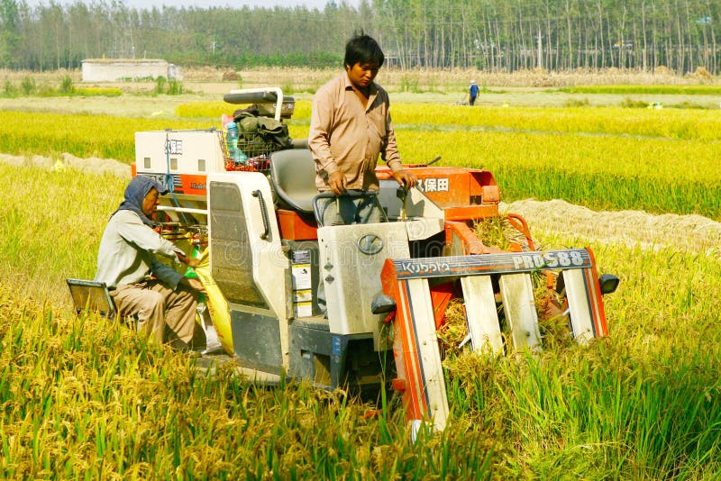 Mechanized harvesting rice