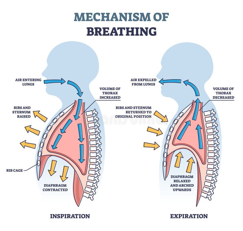 Mechanism of breathing as anatomical process explanation outline diagram. Labeled educational scheme with inspiration or expiration differences as respiratory inhale, exhale system vector illustration. Mechanism of breathing as anatomical process explanation outline diagram. Labeled educational scheme with inspiration or expiration differences as respiratory inhale, exhale system vector illustration