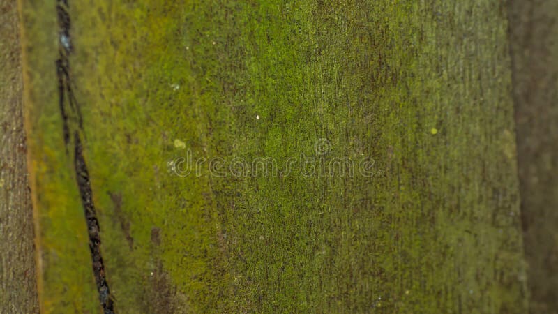 Mechata drewniana panel powierzchnia obrazy royalty free