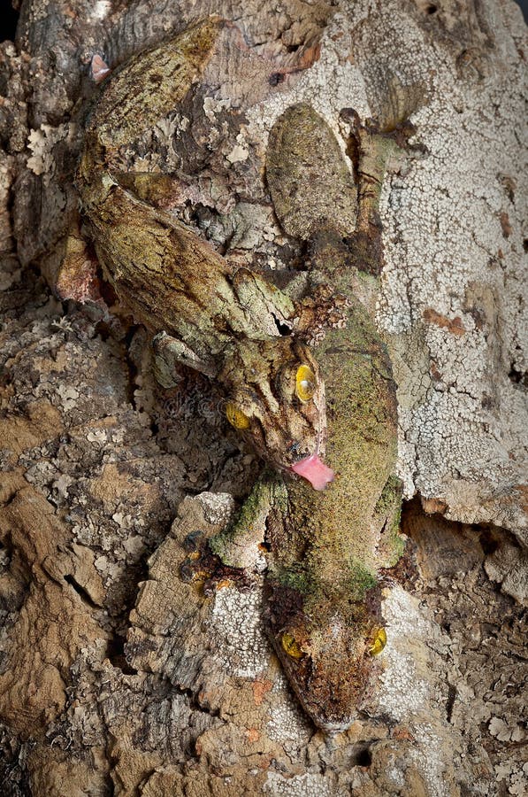 A male and female mossy leaf-tailed gecko seem to blend in to the bark they are sitting on. A male and female mossy leaf-tailed gecko seem to blend in to the bark they are sitting on.