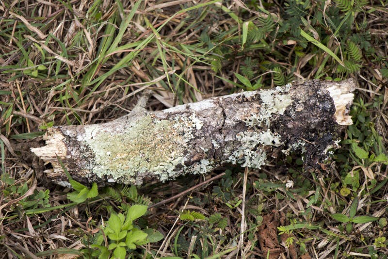 Mechaty drewno zdjęcia royalty free