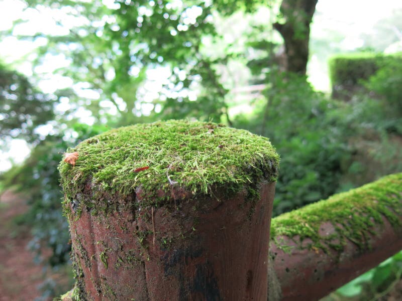 Mechaty drewno obrazy royalty free