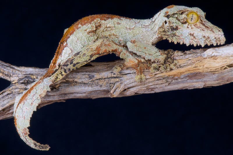 The Mossy leaf-tailed gecko is a true master of disguise. The Mossy leaf-tailed gecko is a true master of disguise.