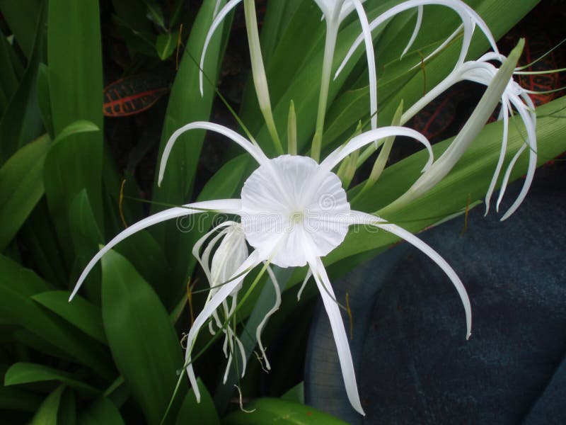 Medan tropisk blomma på lövrik grön bakgrund i Thailand arkivfoton Medan tropisk blomma på lövrik grön bakgrund i Thailand arkivfoton