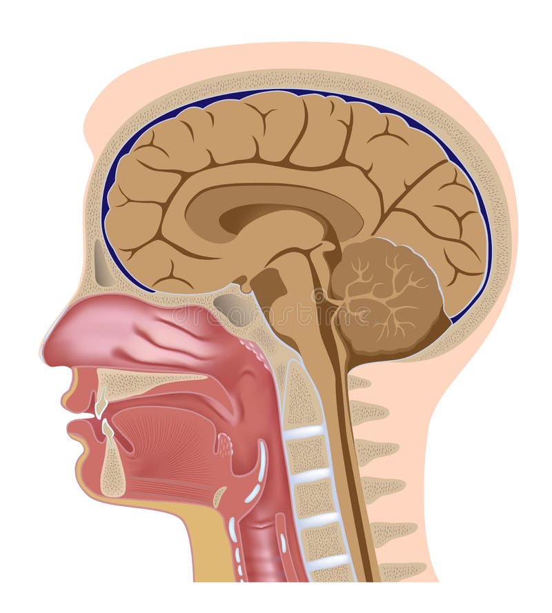 Human skull cross section with brain. - Stock Illustration