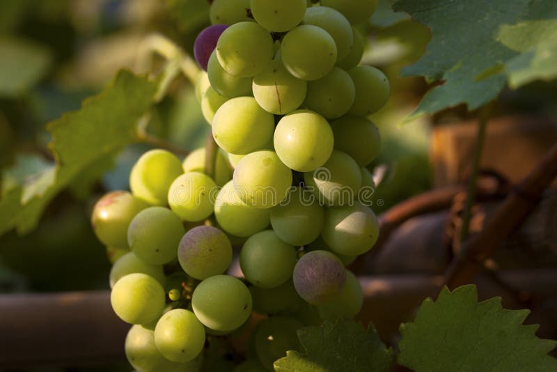 Medias uvas maduras fotografía de archivo libre de regalías Medias uvas maduras fotografía de archivo libre de regalías