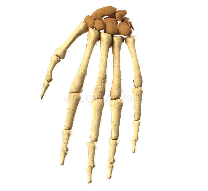 Medical accurate 3d illustration of the hand bones royalty free illustration Medical accurate 3d illustration of the hand bones royalty free illustration