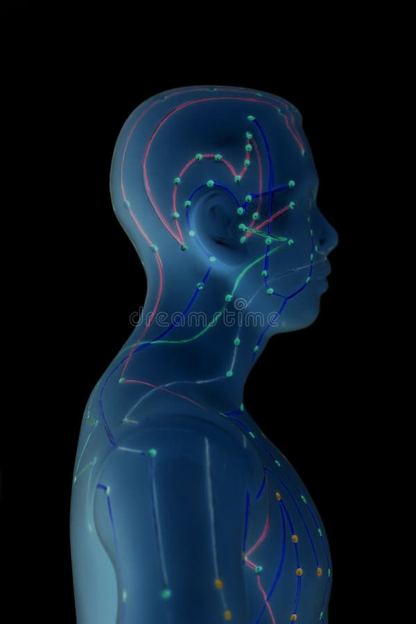 Medical Acupuncture Model of Human Stock Image Image of biology