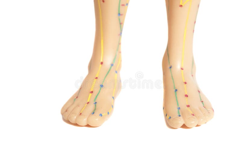 Medical Acupuncture Model of Human Feet Stock Image Image of