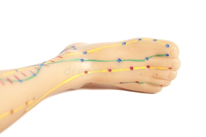 Medical Acupuncture Model of Human Feet Stock Image Image of human