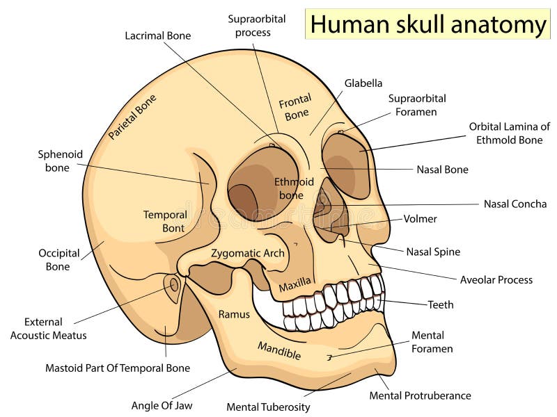 Medical Education Chart of Biology Human Skull Diagram. Raster. Front ...