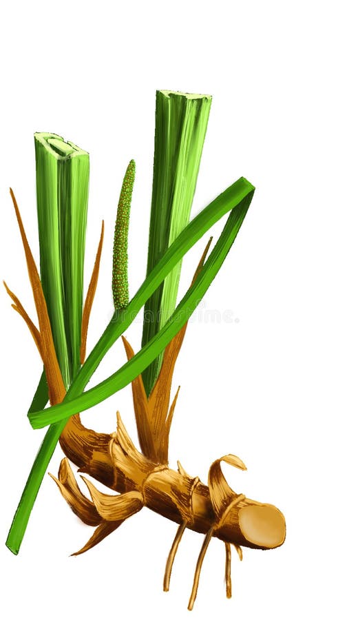 Calamus Root, Calami Rhizoma Stock Photo Image of nature, flag 23105604