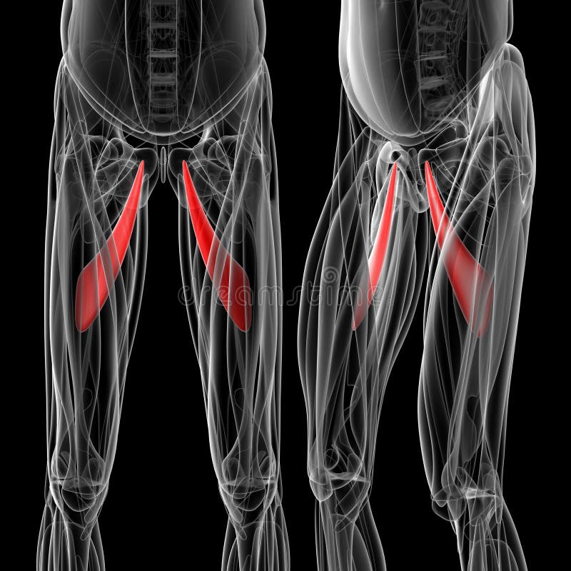 Medical illustration of the adductor longus vector illustration