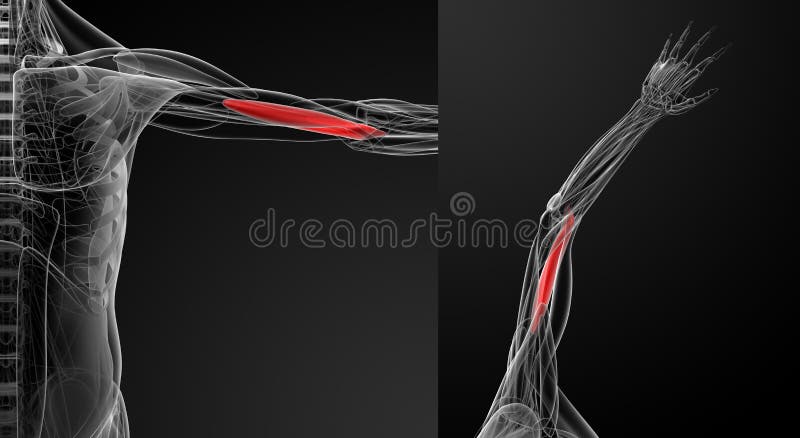 Medical illustration of the brachialis royalty free illustration
