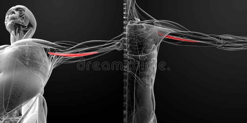 Medical illustration of the coracobrachialis royalty free illustration