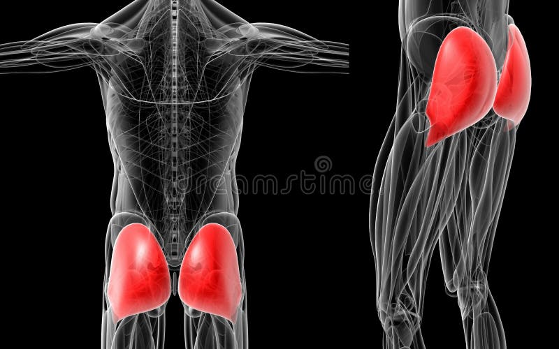 Medical illustration of the gluteus maximus vector illustration