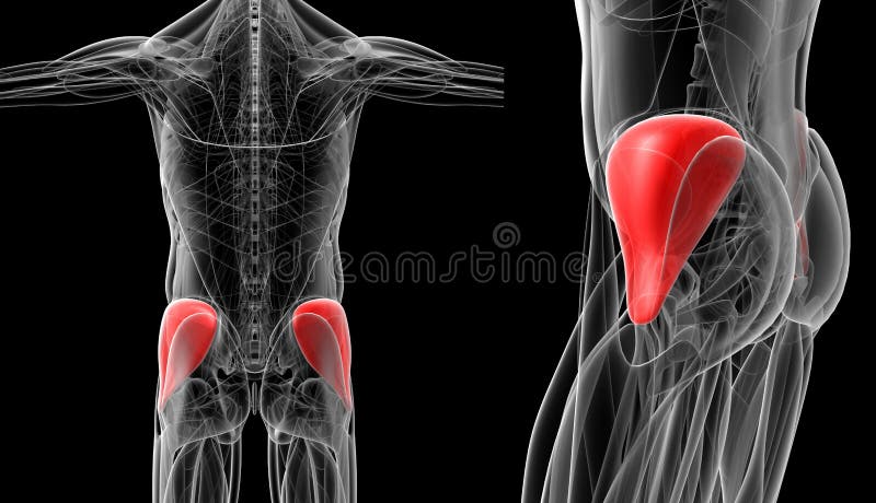 Medical illustration of the gluteus medius vector illustration