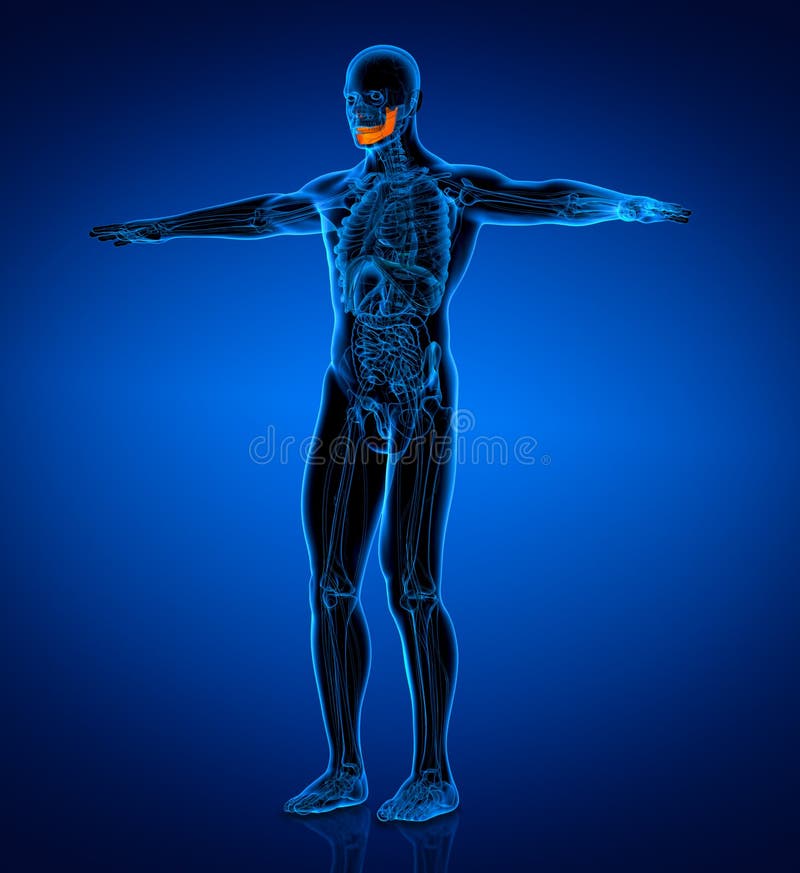 Medical illustration of a jaw bone stock illustration