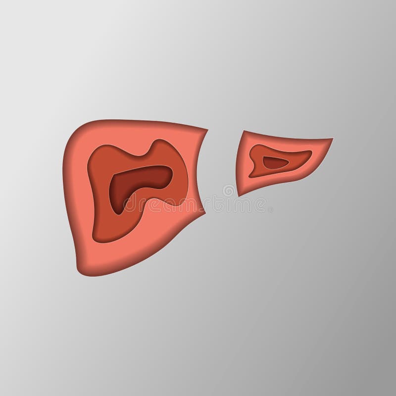 Médico ilustraciones de hígado hígado enfermedad en estilo 10 un rectángulo que delimita el área imprimible.