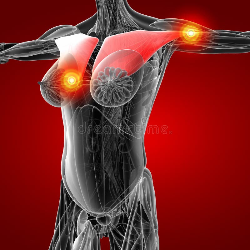 Major pectoral muscle Vectors, Clipart & Illustrations for Free Download -  illustAC