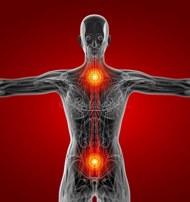 Medical illustration of the Transversospinalis royalty free illustration.