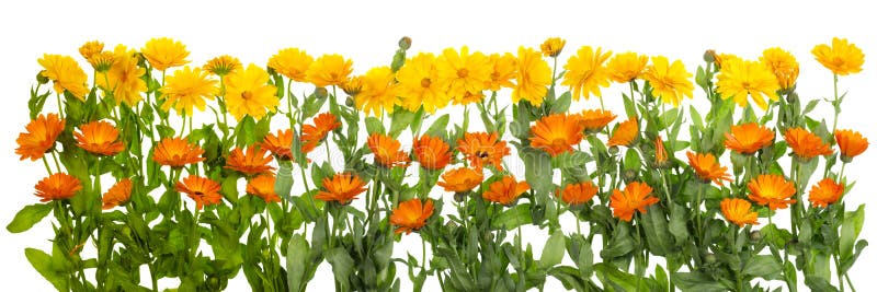 Medical marigold isolated line stock images