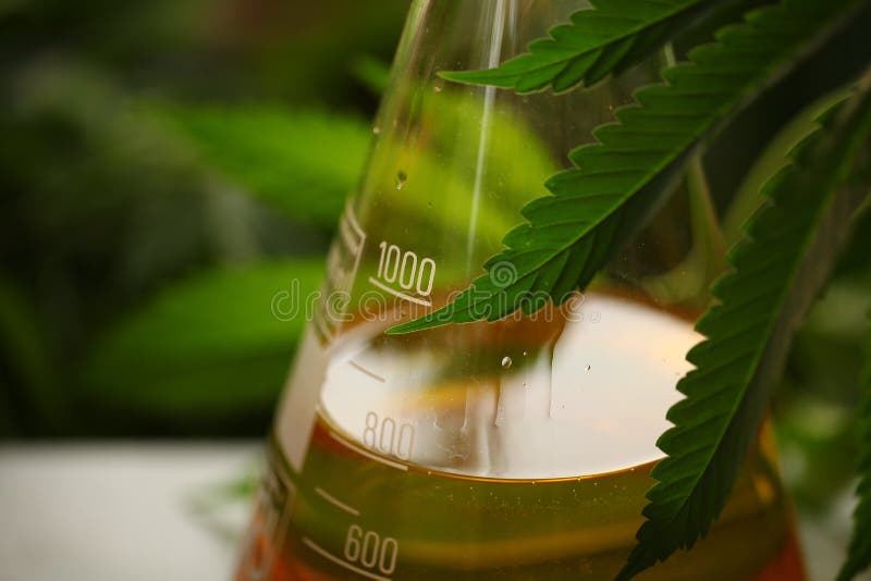 Medical Marijuana Cannabis Cbd Oil Laboratory Stock Photo - Image of ...