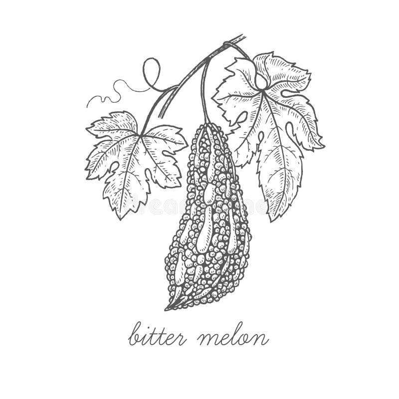 Hand drawn balsam pear. Momordica on white background. Bitter gourd, bitter  melon, Balsam apple. Vector background.:: tasmeemME.com