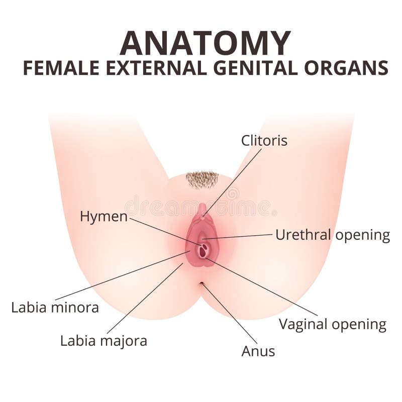 Pussy Anatomy Video Free Download 102