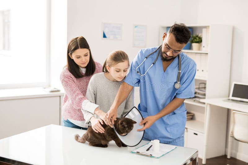 Young veterinary doctor in uniform putting funnel on cat neck bwfore making medical procedures or examining the pet. Young veterinary doctor in uniform putting funnel on cat neck bwfore making medical procedures or examining the pet