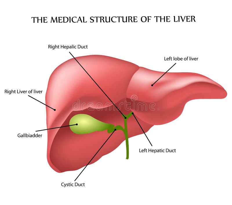 Human Liver Anatomy Stock Vector Illustration Of Bile 119259162