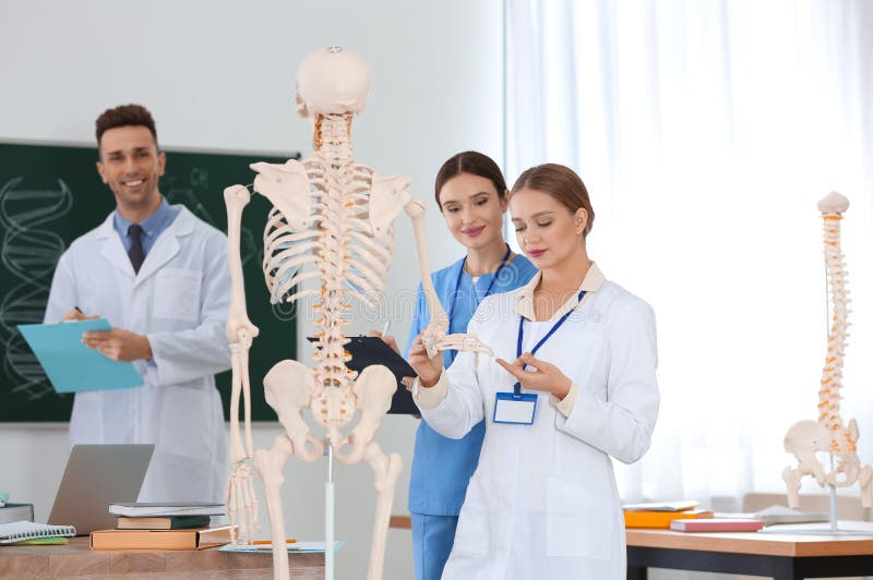 Medical Students Studying Human Skeleton Anatomy Stock Photo - Image of ...