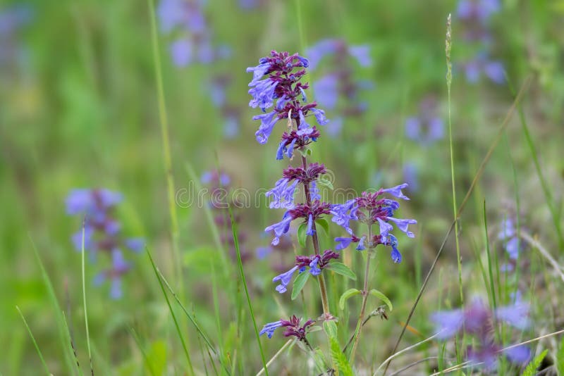 Medicative трава широк-leaved мудрых латинских officinalis Salvia растет в зеленом луге стоковая фотография rf Medicative трава широк-leaved мудрых латинских officinalis Salvia растет в зеленом луге стоковая фотография rf