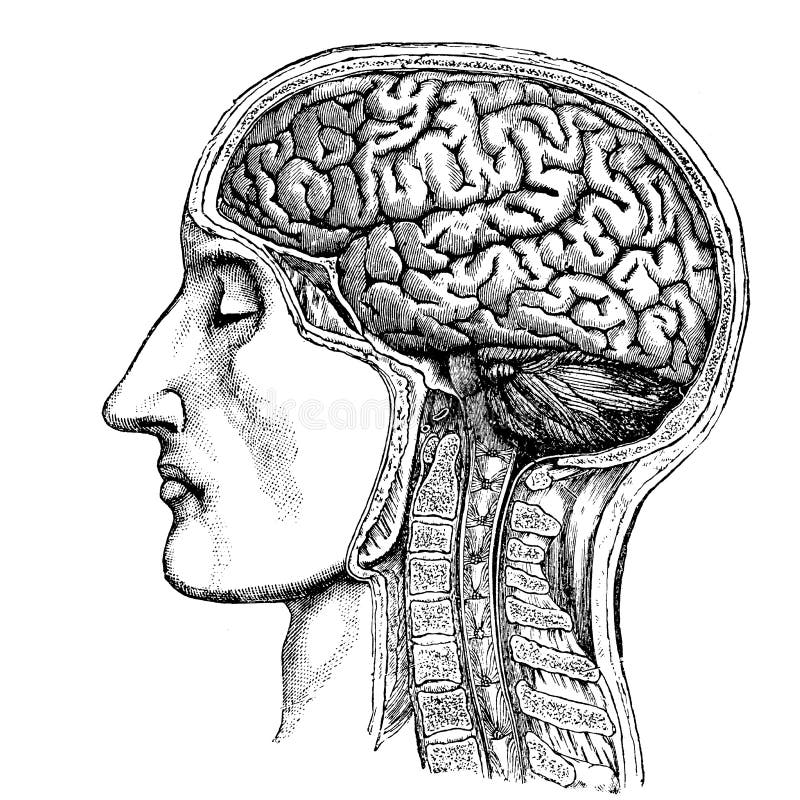 Medicin - det mänskliga huvudet - viktoriansk anatomisk teckning