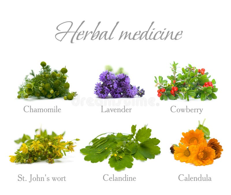 Medicina herbaria: hierbas y flores en blanco fotografía de archivo Medicina herbaria: hierbas y flores en blanco fotografía de archivo