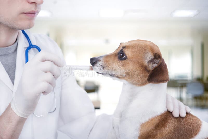 Veterinarian doctor in white medical gown and sterile gloves ienter dropper of the dog's mouth. Veterinarian doctor in white medical gown and sterile gloves ienter dropper of the dog's mouth