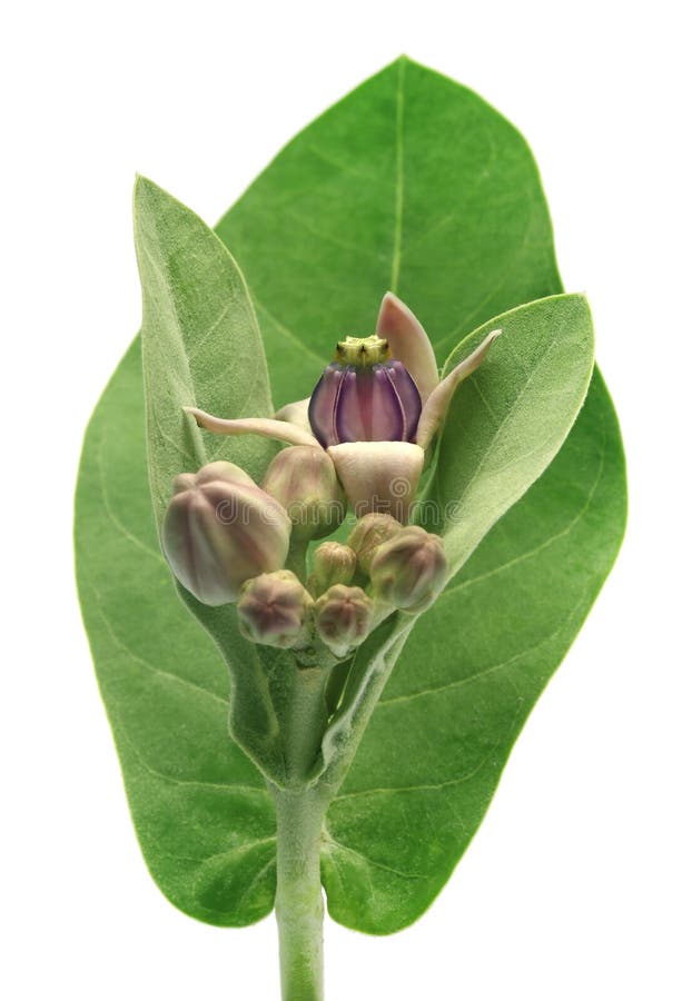 Medicinal Crown flower. stock photo. Image of bloom 181055016