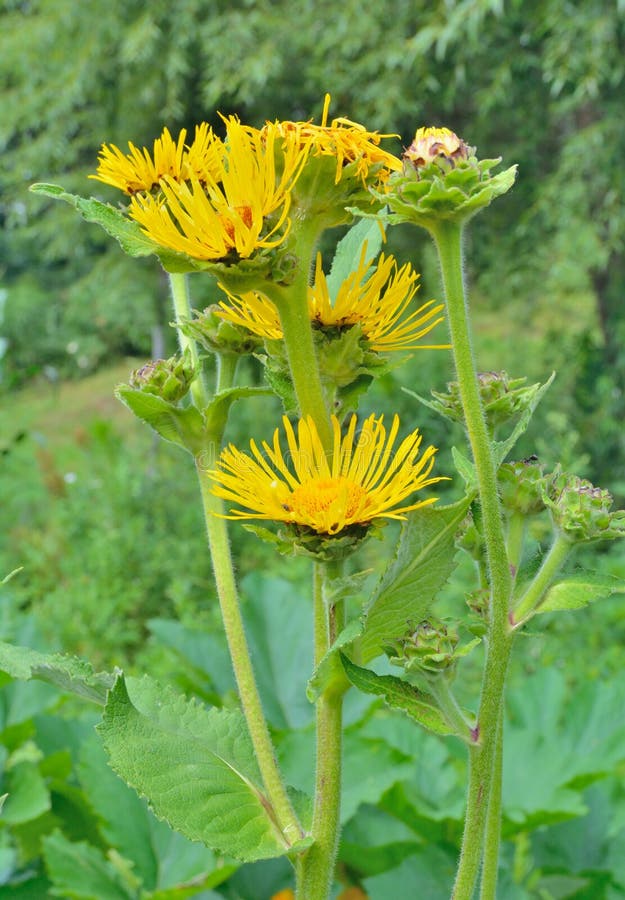 Medicinal Herb Elecampane Inula Britannica 1 Stock Photo Image of