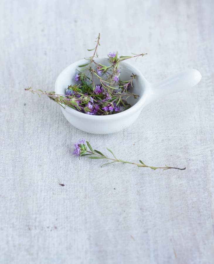 Medicinal Herb Thyme in the White China Plate Stock Image Image of field, bright 31260069