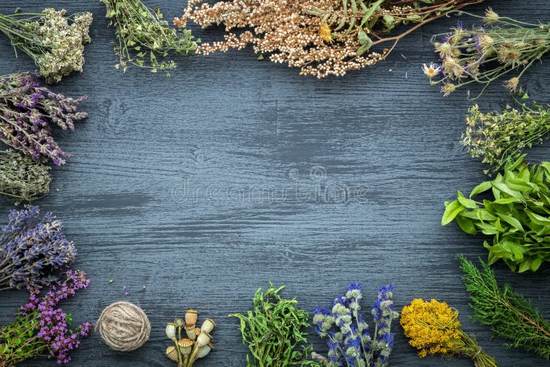 Medicinal herbs bunches on gray wooden board with copy space.