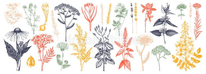 Medicinal herbs collection. Vector set of hand drawn summer florals, herbs, weeds and meadows. Vintage plants with insects