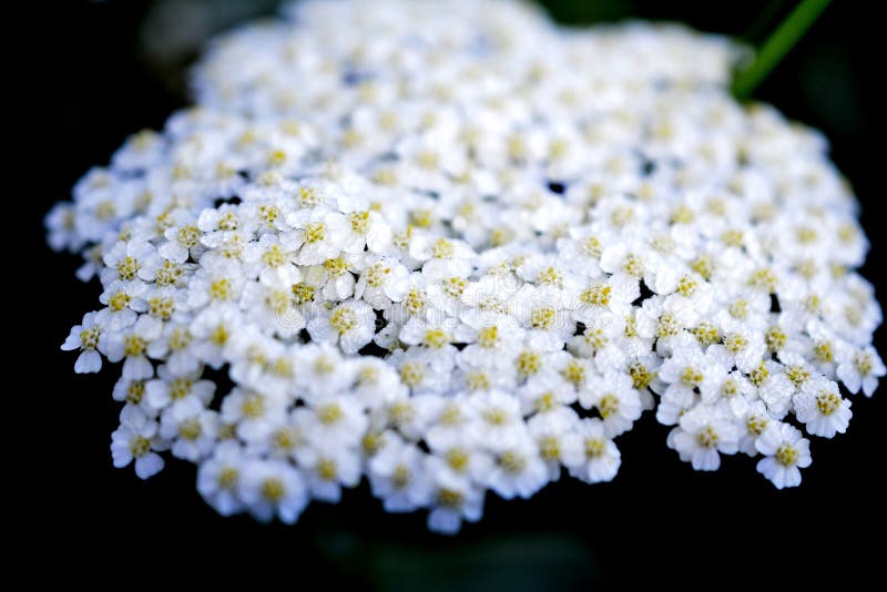 Medicinal Herbs: Flowers Common Yarrow Stock Image - Image of flowering ...