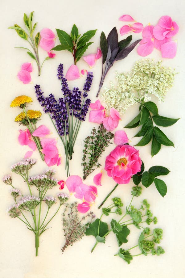 Medicinal Herbs and Flowers