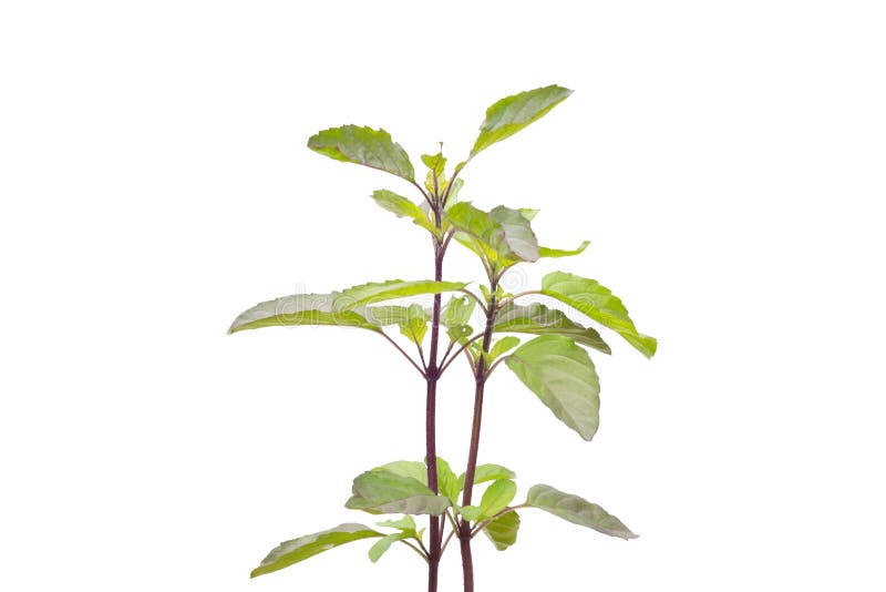 Medicinal holy basil or tulsi leaves