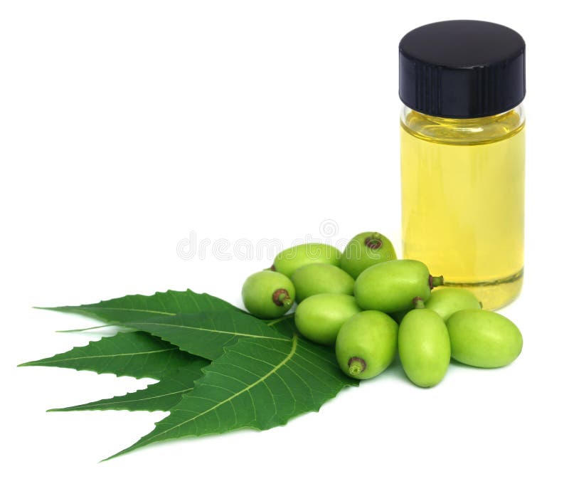 Medicinal Neem Extract with Fruits and Leaves Stock Photo Image of