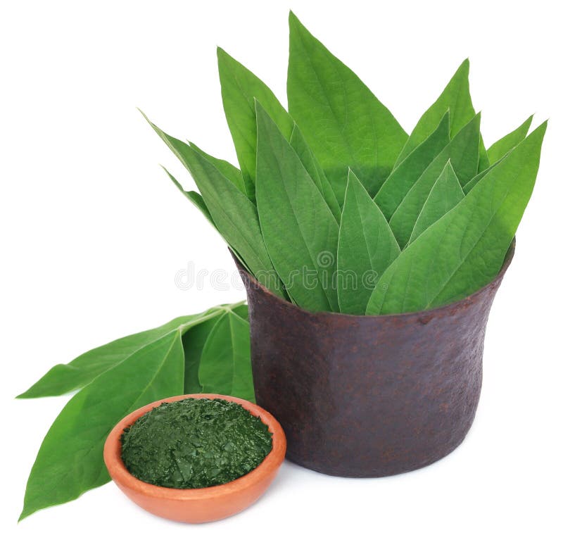 Medicinal Pigeon Pea Leaves and Flower Stock Photo Image of spring