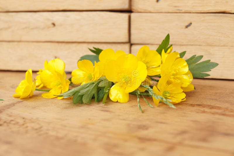 Medicinal Plant Creeping Buttercup Stock Photo Image of botanical