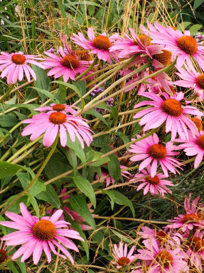 Medicinal Plant Echinacea in the Meadow. Natural Pharmacy Concept Stock