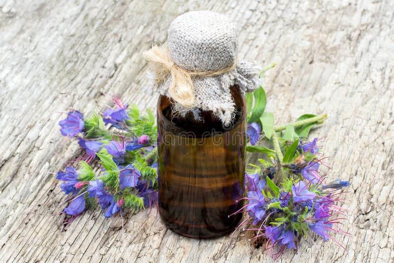 Medicinal plant Echium vulgare (viper s bugloss and blueweed)