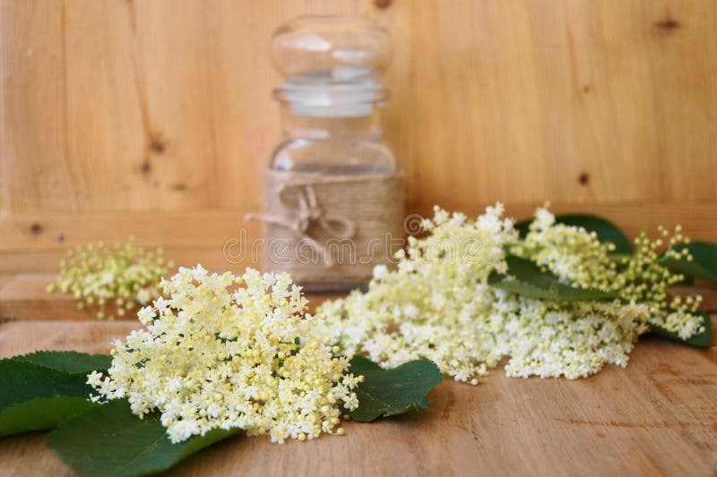Medicinal Plant Creeping Buttercup Stock Photo Image of botanical